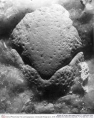 Historisches Foto von Eopaguropsis schindewolfi (Fraaije et al., 2019) (NHMW-AFW-GEO-BACHMAYER-FOTO-1990-0041-2502)